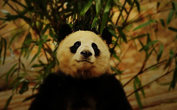 Den sötaste uppsättningen panda bakgrundsbilder för datorer Den sötaste uppsättningen panda bakgrundsbilder för datorer