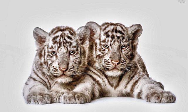 Mycket vackra tigerbakgrunder för datorer, tigerbakgrunder för bärbara datorer Mycket vackra tigerbakgrunder för datorer, tigerbakgrunder för bärbara datorer