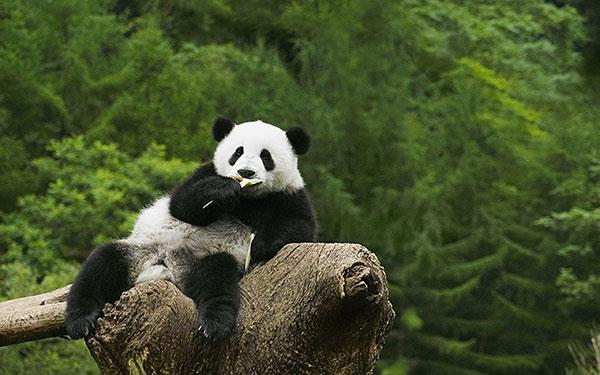 Den sötaste uppsättningen panda bakgrundsbilder för datorer Den sötaste uppsättningen panda bakgrundsbilder för datorer