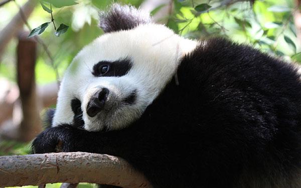 Den sötaste uppsättningen panda bakgrundsbilder för datorer Den sötaste uppsättningen panda bakgrundsbilder för datorer