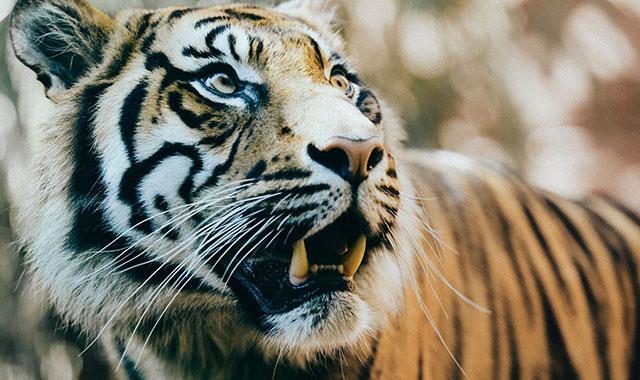 Mycket vackra tigerbakgrunder för datorer, tigerbakgrunder för bärbara datorer Mycket vackra tigerbakgrunder för datorer, tigerbakgrunder för bärbara datorer